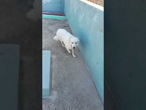 my dog #dance  plz like subscribe