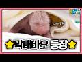 I M The One You Ve Only Heard About Fourth Bao Omniscient Grandpa S Viewpoint Ep 263