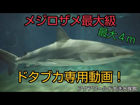 メジロザメ属最大種！ドタブカ専用動画！