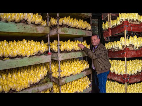 How to Cultivate Millions of Golden Vegetable Buds in Dark Room - Belgian Endive Farming and Harvest
