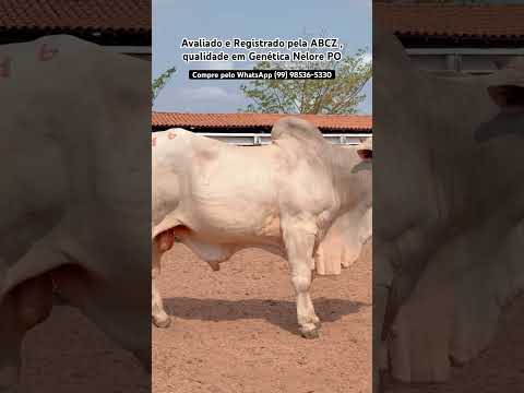 FAZENDA SANTO ANTÔNIO - Lago do Junco, Maranhão ✅ #pecuariadecorte