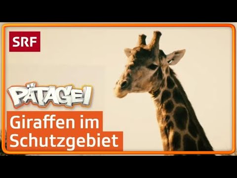 Giraffen in Südafrika | Pätagei in Südafrika | SRF Kids – Kindervideos für Kinder