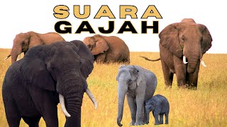 Download lagu SUARA GAJAH mp3 Download lagu SUARA GAJAH mp3