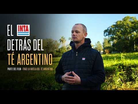 Conoce el mejoramiento genetico del té argentino - INTA  Cerro Azul Misiones