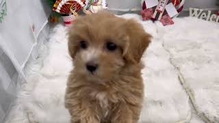 ハーフ犬の動画01