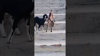 Download lagu ytshorts #lamb #memna #shorts @2305sameer mp3 Download lagu ytshorts #lamb #memna #shorts @2305sameer mp3