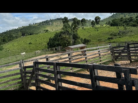 Fazenda de 90 Alqueires em Trairão - Pará