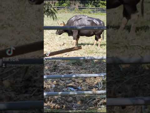 Pernah Tengok Seladang ?Ini Lah Ia Seladang..#redbull #kerbau #Seladang #Perhilitan