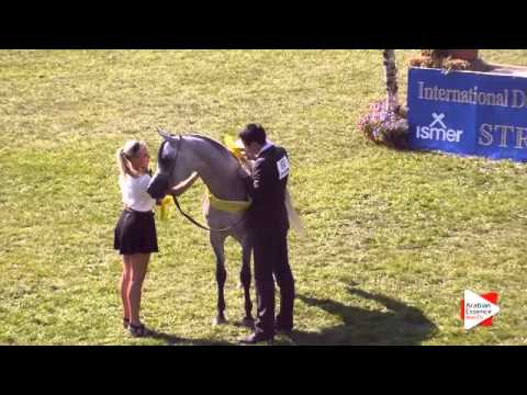 1st Place N.60 MOUAMMAR - Ströhen 2015 C-Show - Senior Stallions Championship (Class 18)