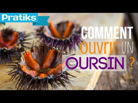 comment nettoyer oursin