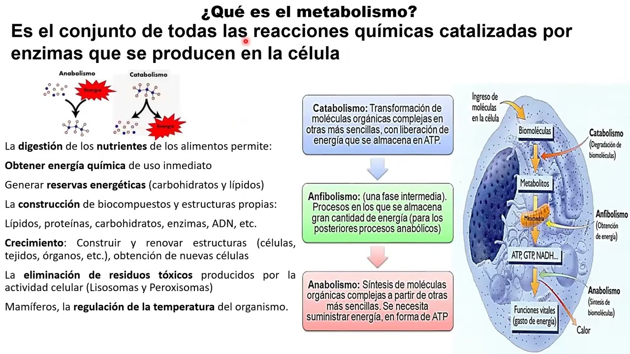 Glucólisis, Ciclo de Krebs y Cadena de transporte de electrones