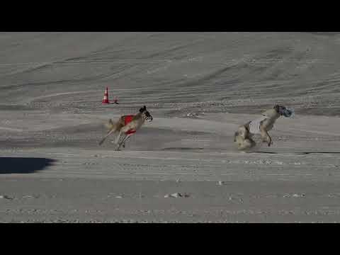 14 Powerv& Elegance McLaren (R disq) & Mr. All Mighty Gandalf of Rubidis (W 268)