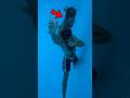 Never Do This When You Re Swimming Telugu Telugufacts