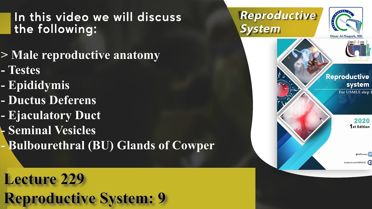 Testes | Epididymis | Ductus Deferens | Ejaculatory Duct | Seminal Vesicles | Bulbourethral Glands