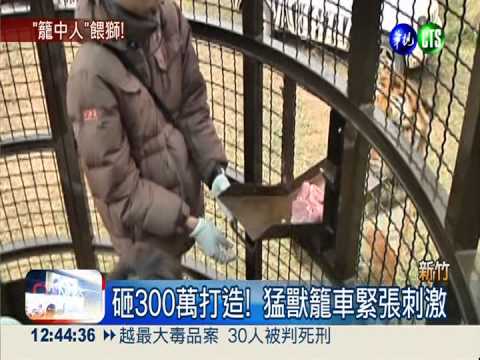 近距離餵食秀! 猛獸籠車驚聲尖叫