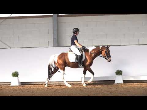 5j. Braunscheckhengst v. Baccarat