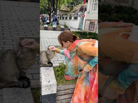 If you love cats, you need to go here #turkey #istanbulturkey #catsinturkey #turkishbreakfast #cats