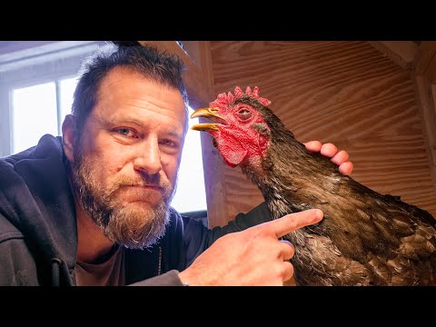 Breathe - Rooster