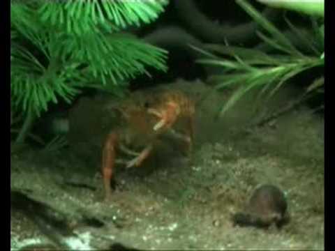 CPO Zwergflusskrebs bei der Körperpgflege