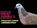 Suara Burung Tekukur Gacor Juara 1 Untuk Pancingan Langsung Nyaut