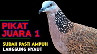 Download lagu Suara Burung Tekukur Gacor Juara 1 Untuk Pancingan Langsung Nyaut mp3 Download lagu Suara Burung Tekukur Gacor Juara 1 Untuk Pancingan Langsung Nyaut mp3