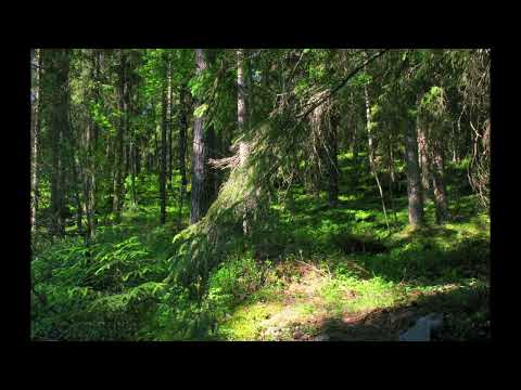 Päivi Paunu - Oi niitä aikoja..🎵