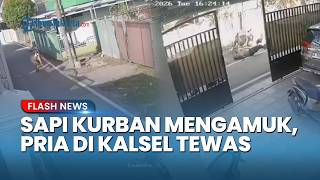 Detik-detik Pria di Banjarmasin Meninggal Terseret Sapi Kurban Mengamuk Sejauh 50 Meter