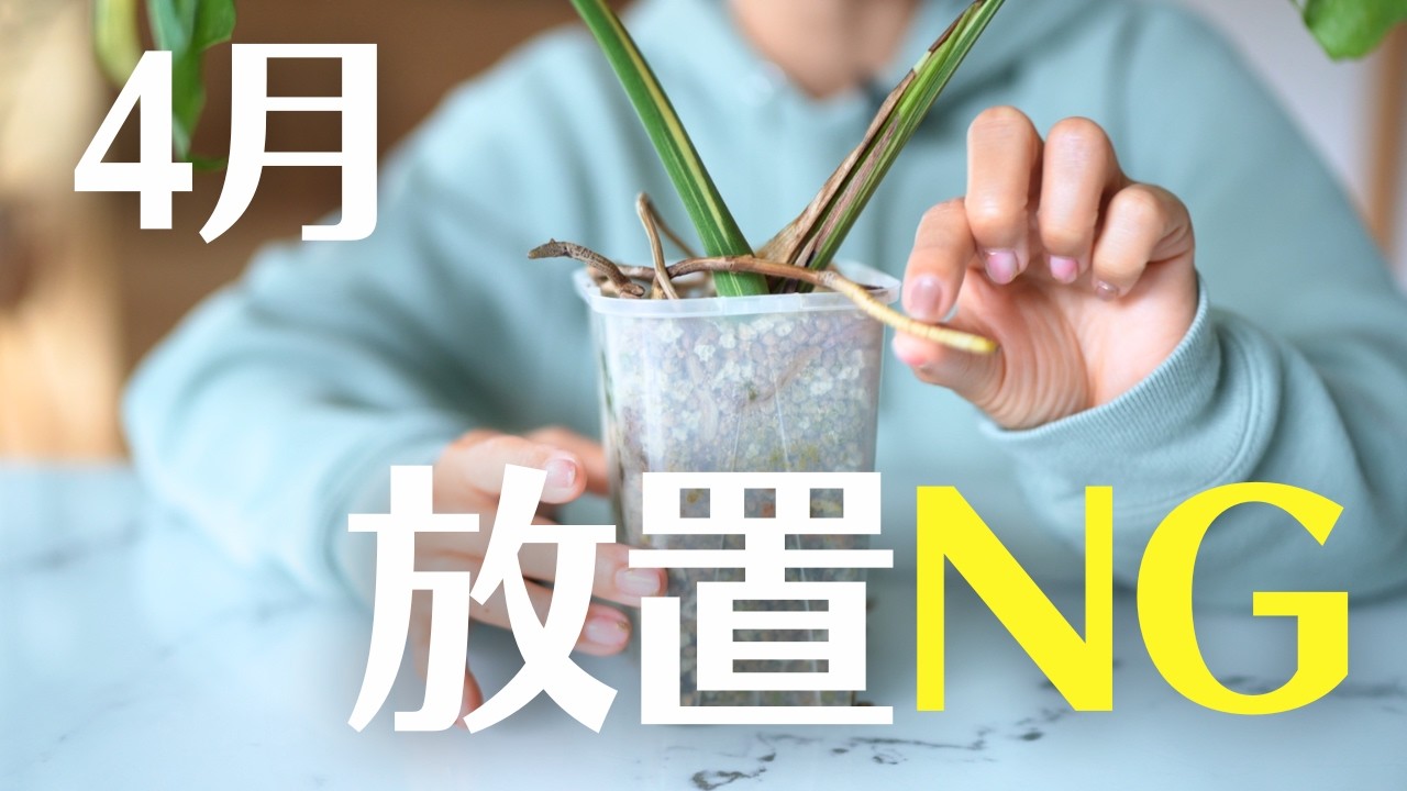 【4月、今始めないと乗り遅れます】観葉植物を育てる３つのコツ