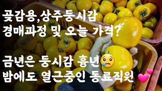감 경매 및 오늘의 둥시감 가격? / 금년은 둥시감 흉년 