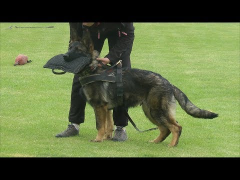 Protection Dog Training with some of Urri z KH offspring