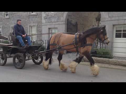 15.3h Full Pedigree Irish Cob Buckskin stallion - Image 2