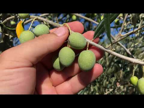 Maslinarski vlog 19.9.2021 - Maslinik Rugonj nakon promjene sortimenta