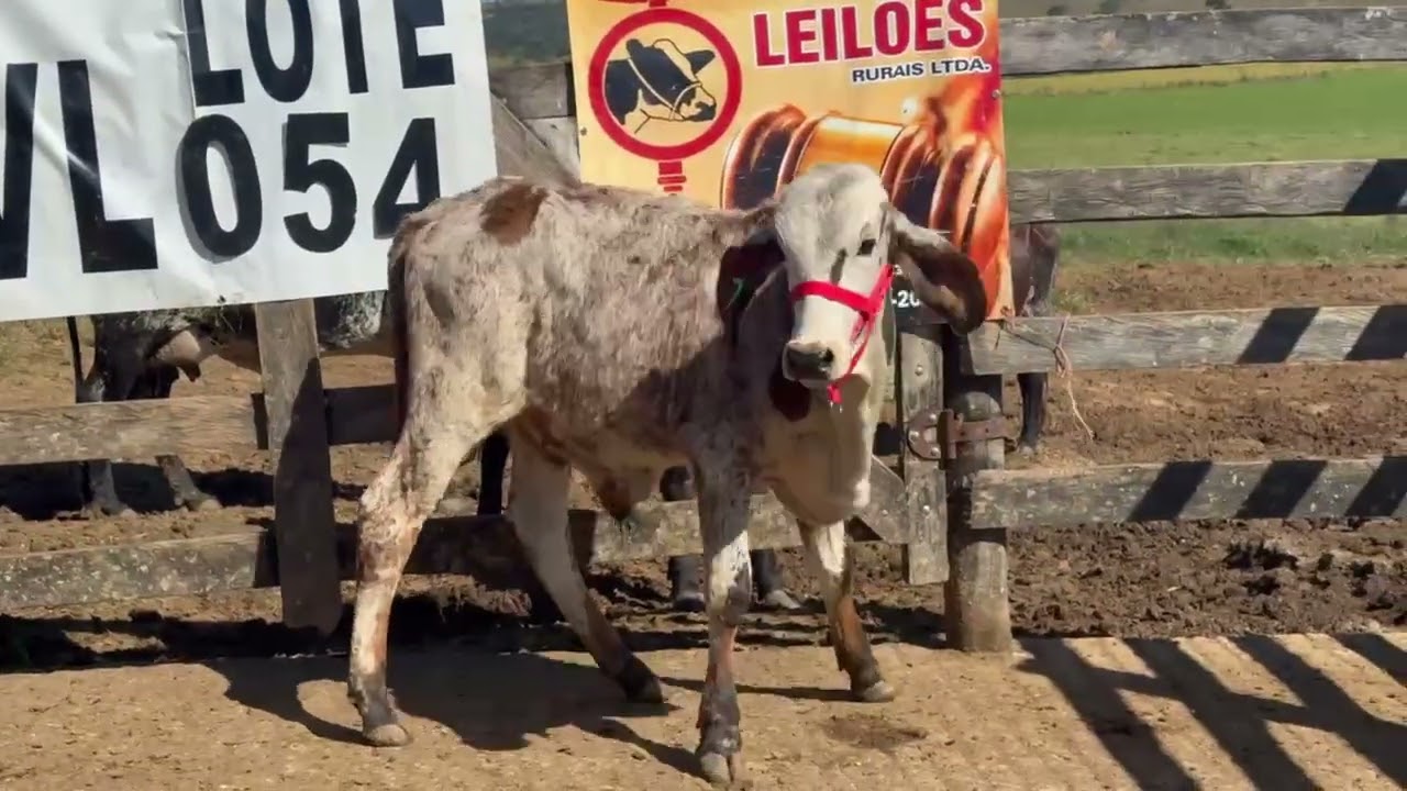 LOTE 54