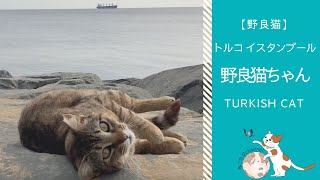優雅な毛づくろい猫 | トルコ イスタンブール在住 野良猫ちゃん | Trukish Cat