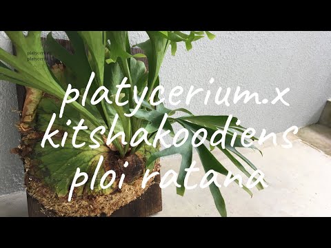クワガタシダ 植物