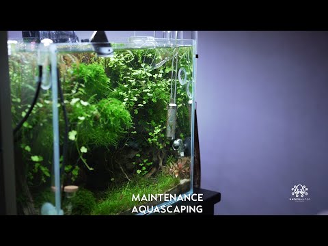 MAINTENANCE AQUASCAPING | AQUASCAPING CINEMATIC