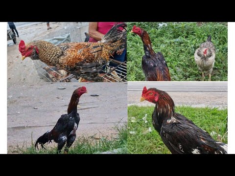VANIO DA FEIRA DAS GALINHAS REGISTRADO AS NOVIDADES EM DOIS RIACHO #NORDESTE 