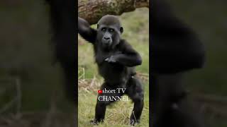 Download lagu gorilla joget asyikπ #shortsvideo #trending #funny #masukberanda #funnyvideo mp3 Download lagu gorilla joget asyikπ #shortsvideo #trending #funny #masukberanda #funnyvideo mp3
