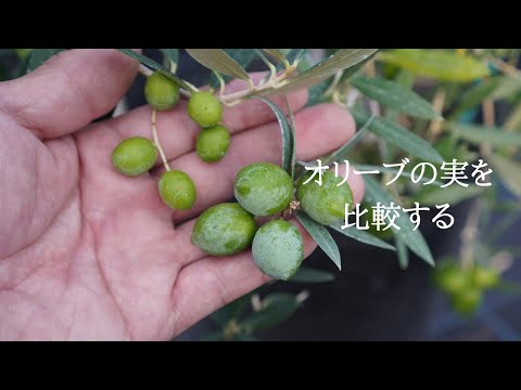 オリーブの木が嫌いな5つのものは何ですか?面接中に避けるべき失敗  庭園