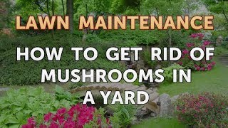 How to Get Rid of Mushrooms in a Yard