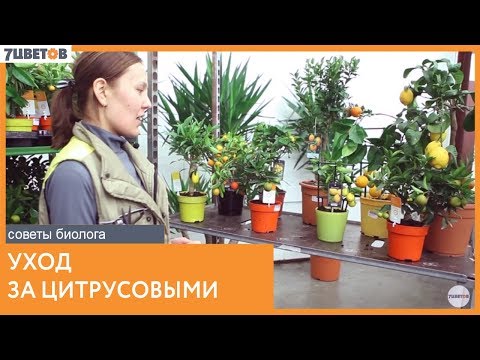 Секреты ухода за цитрусовыми