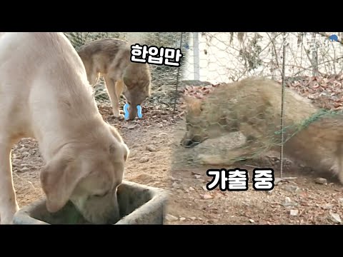 매일 리트리버들한테 눈칫밥 먹던 늑대...결국 가출을 결심하는데, KBS 051127 방송