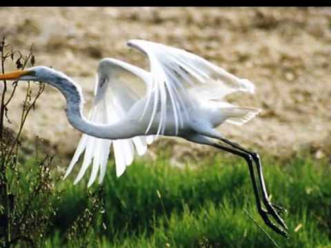 LA GARZA. Un Solo Pueblo. Caracas 2010.