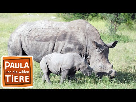 Ganz nah am Nashorn | Reportage für Kinder | Paula und die wilden Tiere