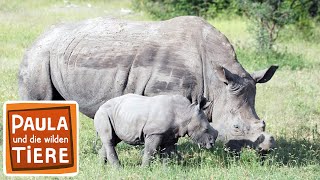 Download lagu Ganz nah am Nashorn | Reportage für Kinder | Paula und die wilden Tiere mp3 Download lagu Ganz nah am Nashorn | Reportage für Kinder | Paula und die wilden Tiere mp3