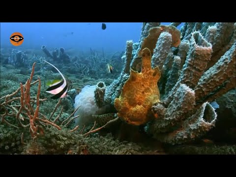 Nejpodivnější tvorové z hlubin Oceánů...Dokument CZ