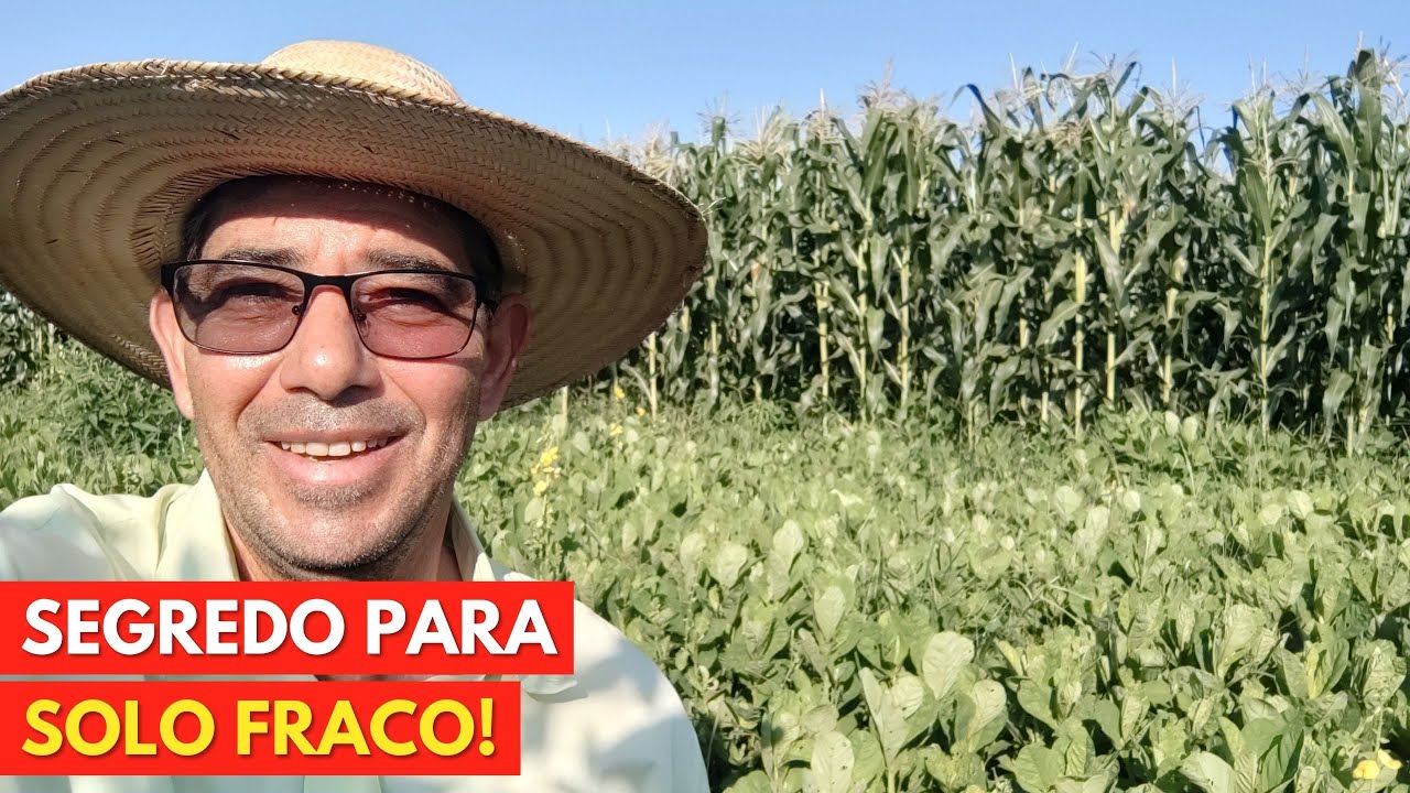 Técnica Milenar: Como Produzir Milho Verde em Solos Fracos! Barato e Adubado.