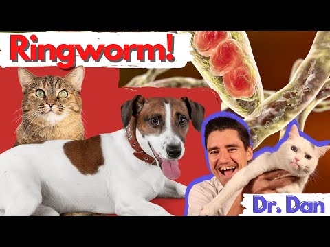 Dog and Cat Ringworm.  Veterinarian explains symptoms, diagnosis, and treatment of ringworm.