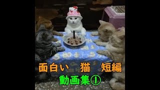 【猫　面白い　癒し　短編】　面白くて見ていて癒される猫の短編動画集①