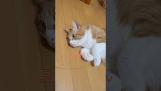 暑い日は可愛い猫さん転がってます。# #猫のいる暮らし #猫動画 #癒し